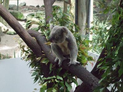 ＯＰ：モスマン渓谷とポートダグラス＆どきどきケアンズ動物園ナイト