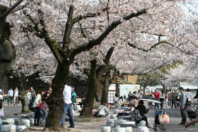 2011春、東山動植物園の桜吹雪(3/3)：東山動物園・ソメイヨシノ、アシカ、北極熊