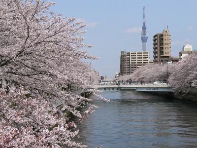 桜さくら　大横川～仙台堀川編