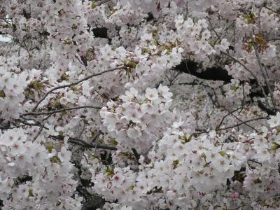 癒しの春を求めて　−その２−「桜満開の隅田川堤と浅草の街散歩・２０１１」　