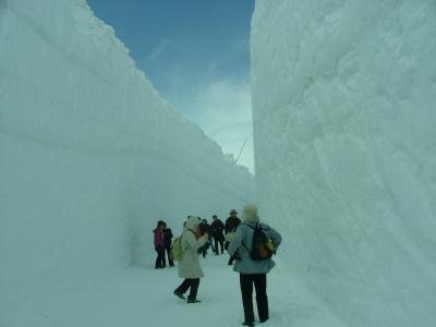 高遠のコヒガンザクラ・白馬栂池温泉郷・アルペンル−ト・雪の大谷ウオ−ク・黒部ダム