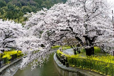 京都・奈良をテコテコ歩きながら桜を愛でた旅（1日目）