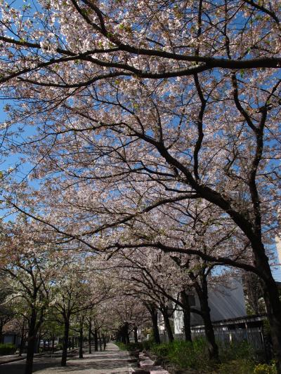 東京の桜ｄ 隅田公園/墨堤通り=発展のさくら=希望　☆澄んだ流れに託して