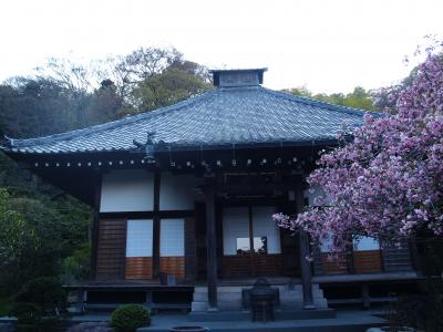 鎌倉光則寺－2011年春