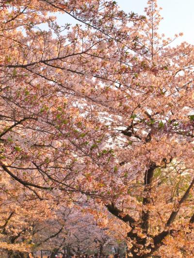 東京の桜e  上野恩賜公園/不忍池畔=平穏のさくら=前進　☆花吹雪の次は若葉