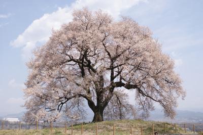 一本桜と桃を見に行こう