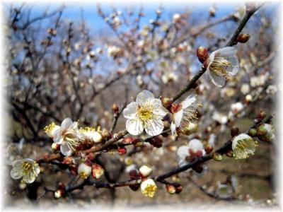 2011梅まつり（偕楽園）