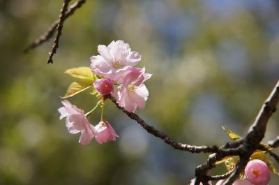 多摩森林科学園 桜見物2011