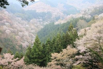 奈良の桜　2　～吉野山　～