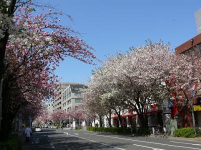 桜新町（サザエさんの町）で遅咲きのお花見