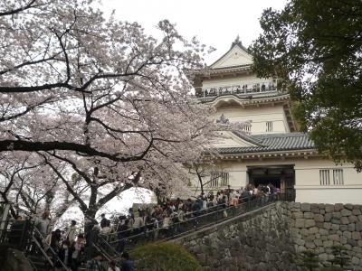 2011桜日記 第8弾  小田原城 編 