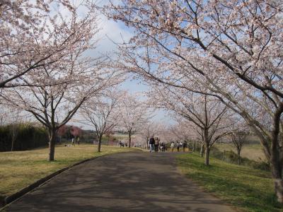 小見川城山公園から成田市さくらの山に花見のはしごをする　　　その２　成田市さくらの山
