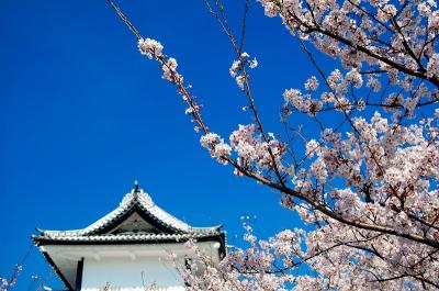 桜と兼六園と金沢城