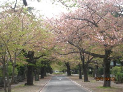 多磨霊園の桜。