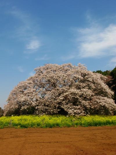 北総/印旛　吉高の大桜*満開のヤマザクラ　☆晴天のもと威風堂々と