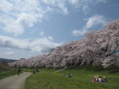 お花見（淀川河川公園背割堤地区）