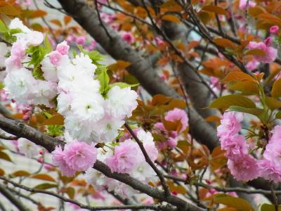 番外編　東京の散りゆく桜