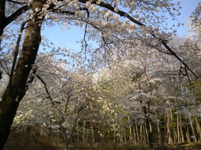 赤城南面千本桜