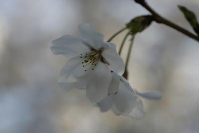 ２０１１水戸周辺の桜と