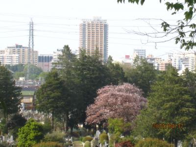 新緑の浅間山。