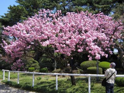 馬事公苑、「御車返しの桜」が満開