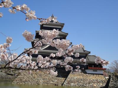 2011 アルプス桜物語 その2