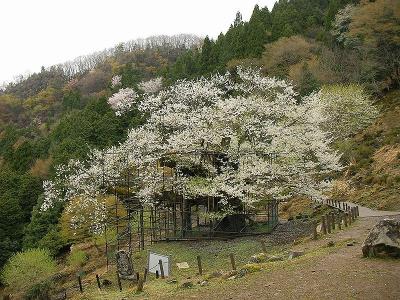 樽見の大桜　散り始めてた。