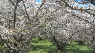 仁和寺・御室桜