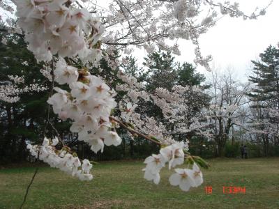 春の金沢旅行　～金沢城・兼六園～