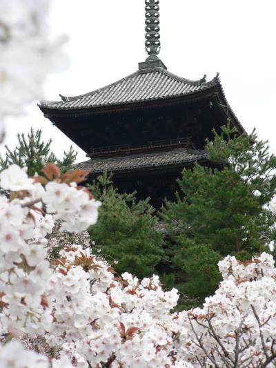 京都の桜はこの御室の桜で終わりを迎えます・・・・・・≪御室のさくら満開≫