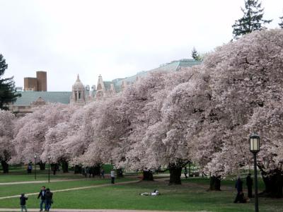 ワシントン大学の桜−シアトル2011
