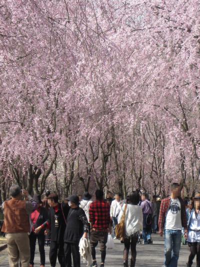 広島/ふりそそぐ枝垂れ桜の下を歩く　＊世羅甲山ふれあいの里＊