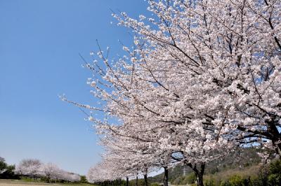 蒲生野・万葉ロマンの道（2）～妹背の里の桜～