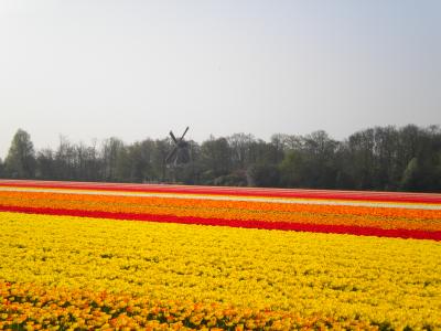 キューケンホフ、グッドタイミング!