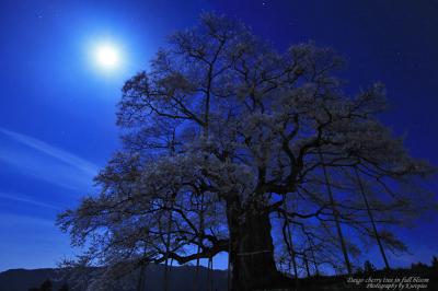 満開の醍醐桜、月光に輝く。。　　/　岡山県真庭市