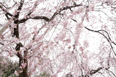 京都の桜見物を……