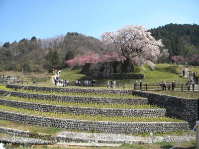 桜満開・・・大宇陀