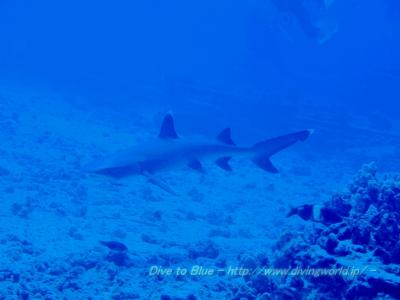 ZXDIVING オアフ島のダイビングは楽しい♪