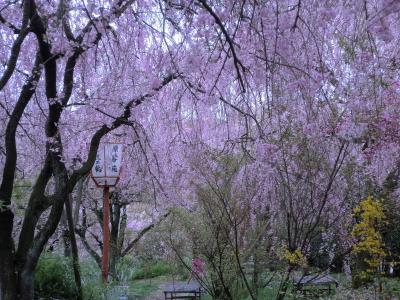 2011年春 京都御室、原谷の桜