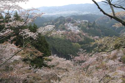 一目千本「吉野の桜」を見に行く。