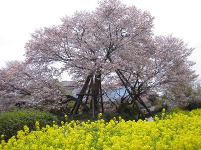 富士宮狩宿の下馬桜を見に行って来ました！