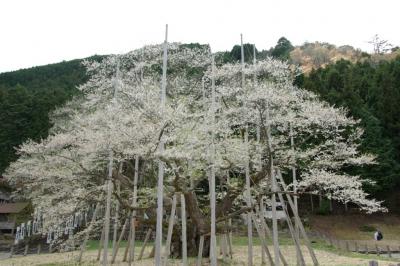 根尾谷の淡墨桜