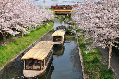 桜紀行　伏見　のほほん記