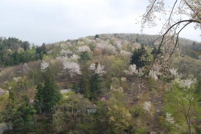 一年振りの美の山ハイキング⑤長瀞・野土山の山桜に感激