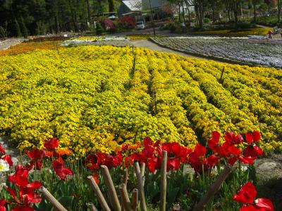2009  大阪河内長野にある　「花の文化園」　お花　満開　　（**_**）　です