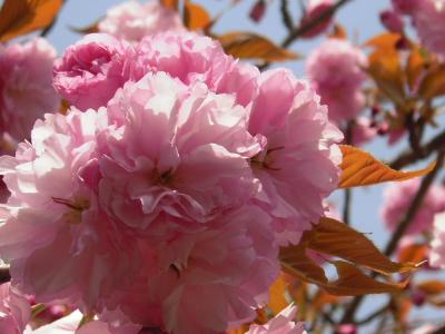 京都桜穴場スポット　～宗忠神社～