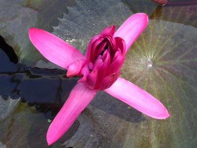 熱川バナナワニ園のお花たち