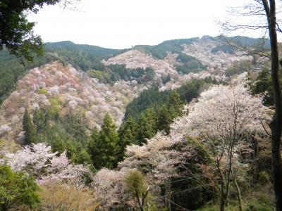 花盛りの吉野山