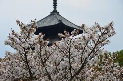 京都枝垂れ桜