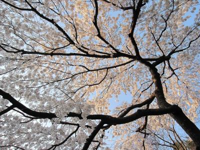 2011年春　京都の桜を満喫した日々を想い出しながら～世界遺産の桜にも会いました～
